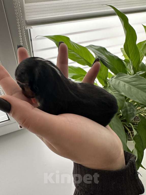 Собаки в Сарове: Щенки Мальчик, 45 000 руб. - фото 1