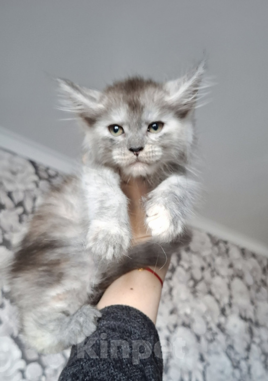Кошки в Санкт-Петербурге: Котенок мейн-кун Девочка, 55 000 руб. - фото 3