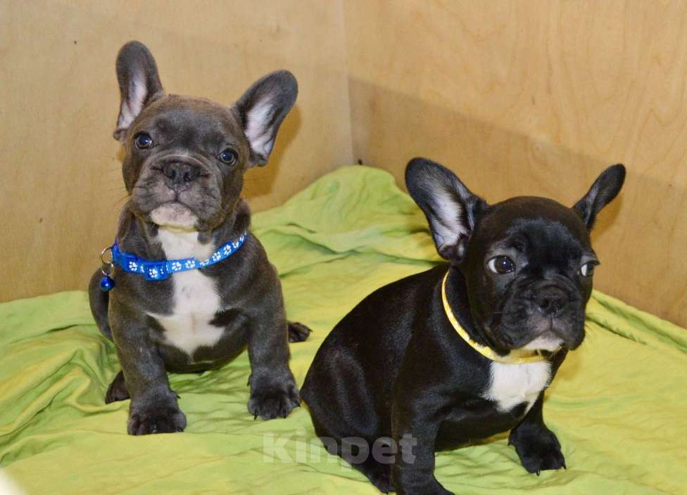 Собаки в Самаре: Щенки французского бульдога  Мальчик, 35 000 руб. - фото 2