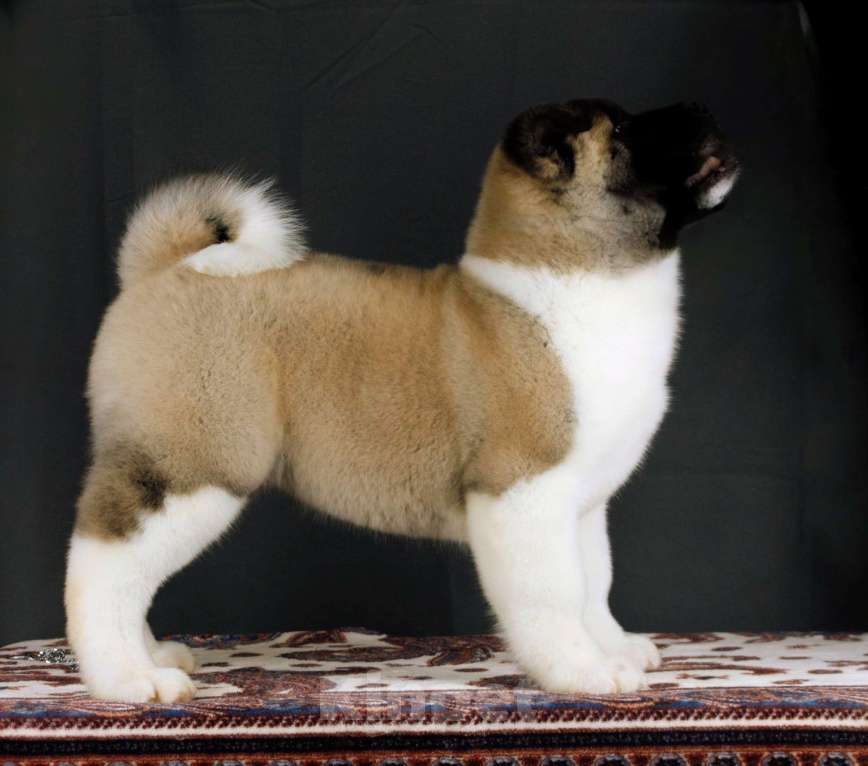 Собаки в других городах Ленинградской области: Щенки Американской акиты, для семьи и выставок. Мальчик, Бесплатно - фото 6