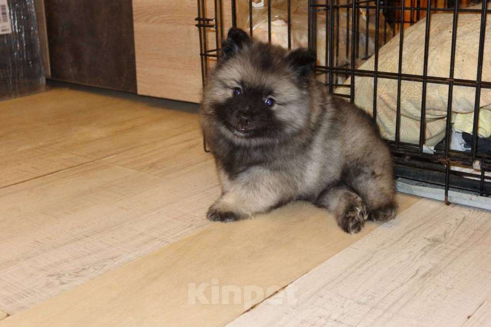 Собаки в Москве: Орион Звездный Из Воронцовского Дворца  Мальчик, 100 000 руб. - фото 9