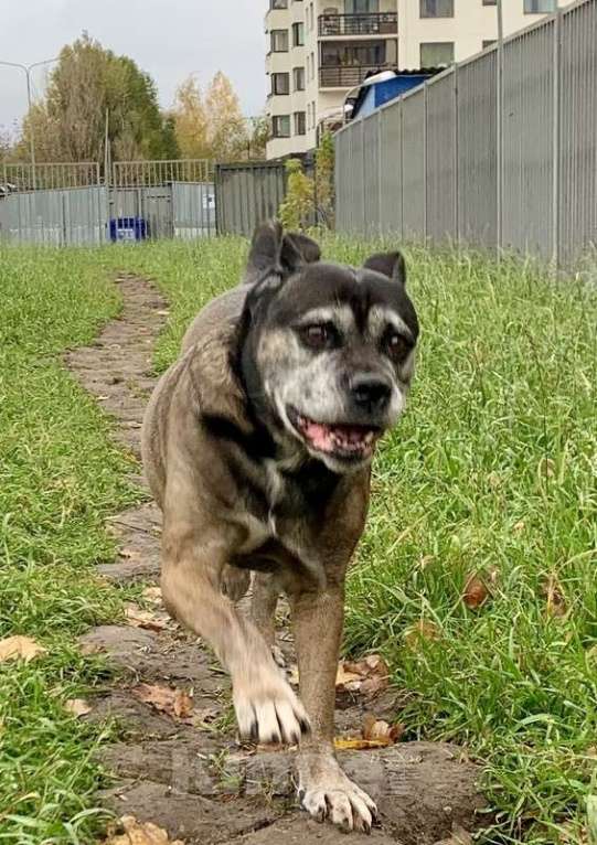 Собаки в Москве: Кане-корсо Кира срочно ищет дом Девочка, 1 руб. - фото 6