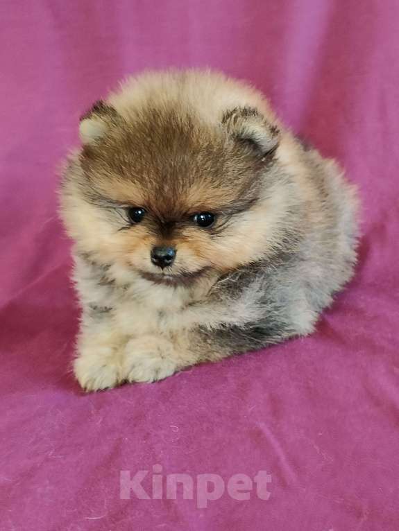 Собаки в Санкт-Петербурге: Шпичик Мальчик, 35 000 руб. - фото 1