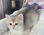 Кошки в Электростали: Шотландские котята редких золотых окрасов из питомника Cats-in-boots Мальчик, 60 000 руб. - фото 4