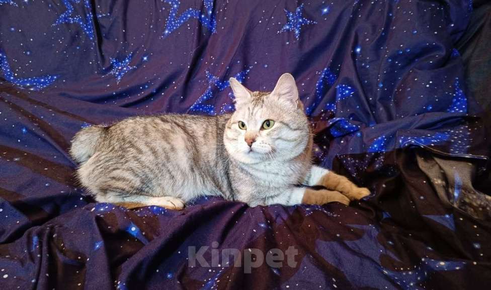 Кошки в Комсомольске-На-Амуре: Курильский бобтейл Мальчик, 50 000 руб. - фото 8