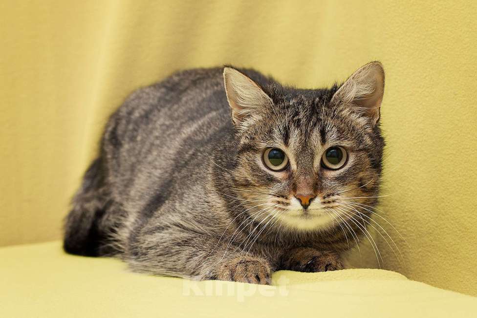 Кошки в Москве: Семечке удача пока не улыбнулась Девочка, Бесплатно - фото 3