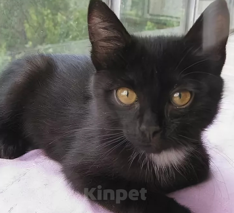 Кошки в Жуковском: Котята в добрые руки Девочка, Бесплатно - фото 1