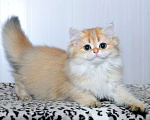 Кошки в Рыбинске: Британская длинношерстная  3 мес девочка .золото Девочка, 25 000 руб. - фото 5