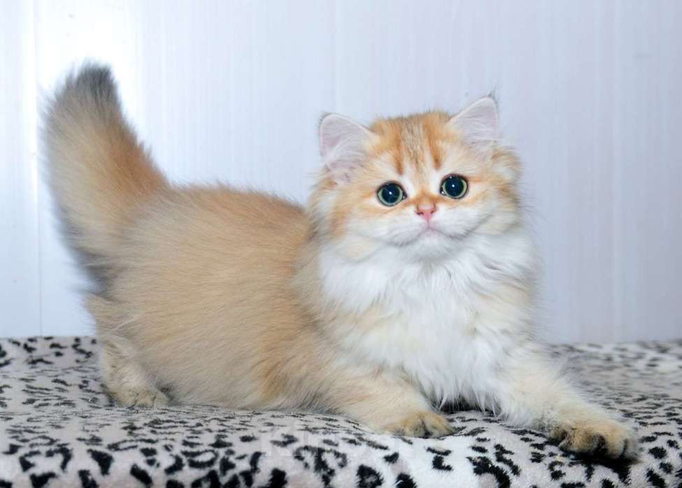 Кошки в Рыбинске: Британская длинношерстная  3 мес девочка .золото Девочка, 25 000 руб. - фото 5