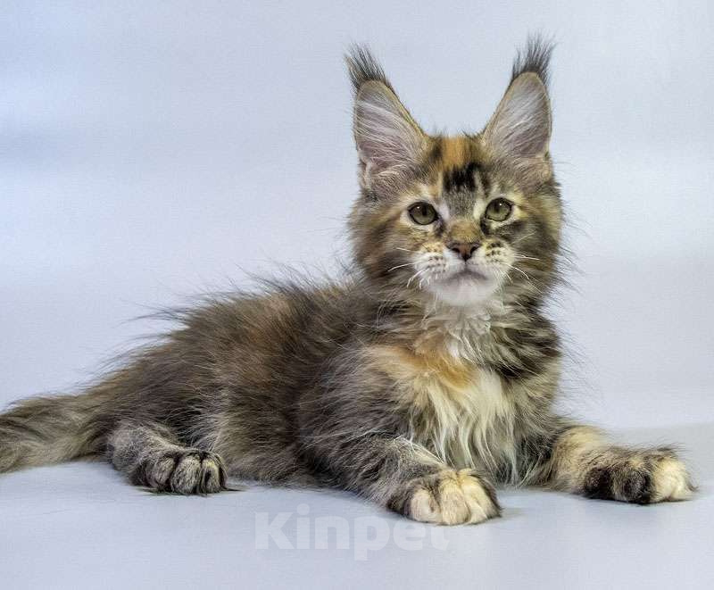 Кошки в Москве: Котенок мейн кун Девочка, Бесплатно - фото 1