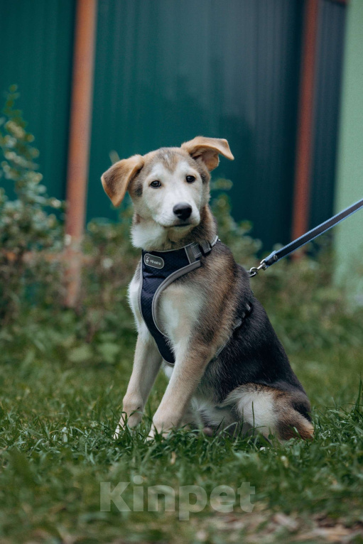 Собаки в Москве: Щенок в добрые руки бесплатно Москва Мальчик, Бесплатно - фото 3