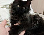 Кошки в Майкопе: Девочка полидакт в шикарной чёрной шубке Девочка, 40 000 руб. - фото 5
