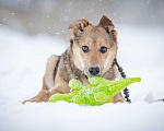 Собаки в Москве: Ласкуша Нюша очень ждет своего родного ЧЕЛОВЕКА. Девочка, Бесплатно - фото 6