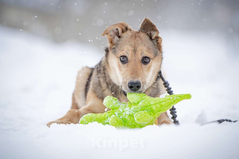 Собаки в Москве: Ласкуша Нюша очень ждет своего родного ЧЕЛОВЕКА. Девочка, Бесплатно - фото 6