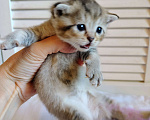Кошки в Москве: Котёнок британской короткошерстной Девочка, Бесплатно - фото 1