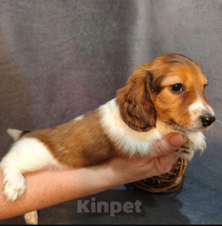 Собаки в Москве: Такса миниатюрная/кроличья(щенок) Мальчик, Бесплатно - фото 6