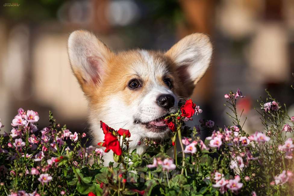 Собаки в Рыбинске: Продаю щенка вельш корги пемброк Девочка, Бесплатно - фото 7