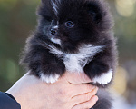 Собаки в Пушкино: щенки померанского шпица Мальчик, 50 000 руб. - фото 1