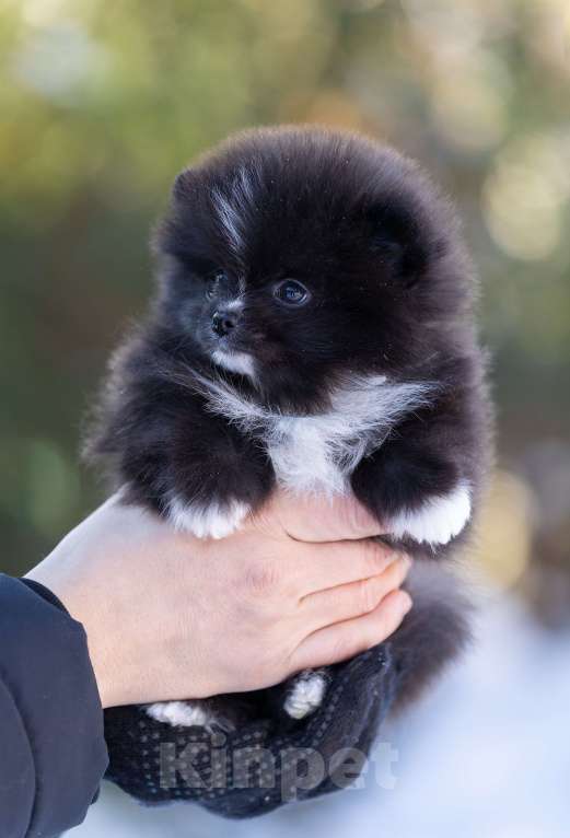Собаки в Пушкино: щенки померанского шпица Мальчик, 50 000 руб. - фото 1