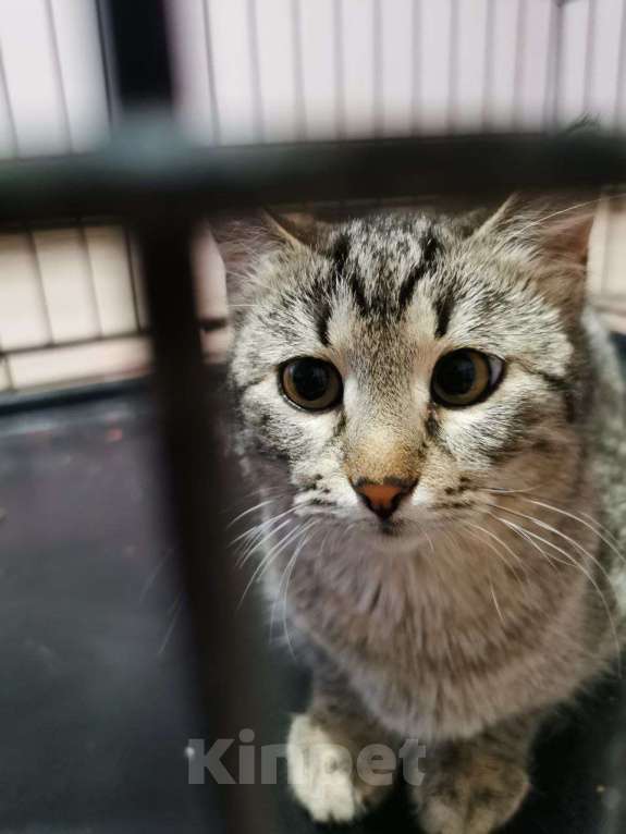 Кошки в Москве: Котенок Мила ищет дом Девочка, Бесплатно - фото 2