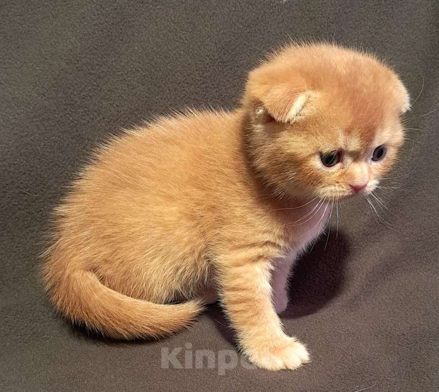 Кошки в Санкт-Петербурге: Шотландский котёнок Мальчик, 50 000 руб. - фото 5