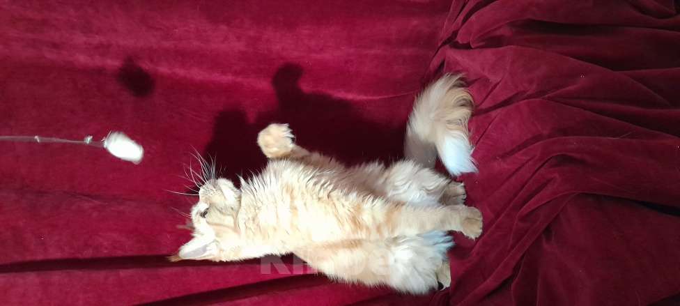 Кошки в Москве: Мейн-кун кошка Девочка, 50 000 руб. - фото 6