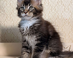 Кошки в Москве: Котенок Мейн Кун Мальчик, 70 000 руб. - фото 5