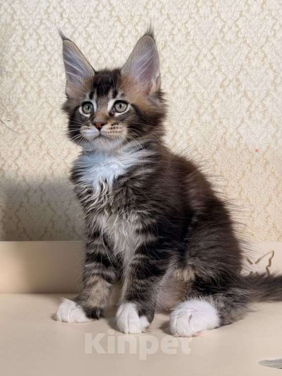 Кошки в Москве: Котенок Мейн Кун Мальчик, 70 000 руб. - фото 5
