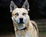 Собаки в Зеленогорске: Голубоглазый Вилли  Мальчик, 100 руб. - фото 1