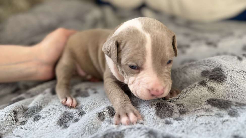 Собаки в Санкт-Петербурге: Мальчик пирожок Мальчик, 40 000 руб. - фото 4