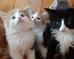 Кошки в Москве: Норвежские лесные котята Девочка, Бесплатно - фото 3