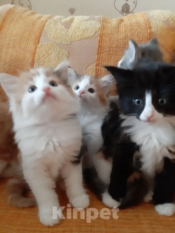 Кошки в Москве: Норвежские лесные котята Девочка, Бесплатно - фото 3