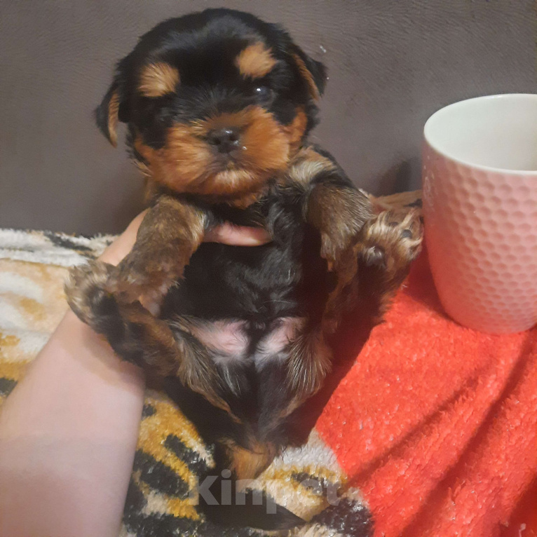 Собаки в Набережных Челнах: Лёлик Мальчик, 50 000 руб. - фото 3