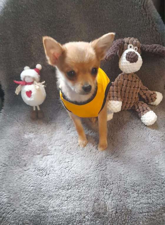 Собаки в Москве: Щенок мальчик Чихуахуа  Мальчик, 17 000 руб. - фото 7