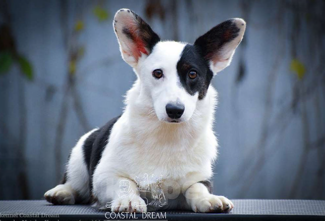 Собаки в Москве: Вельш корги кардиган (девочка) Девочка, 30 000 руб. - фото 1