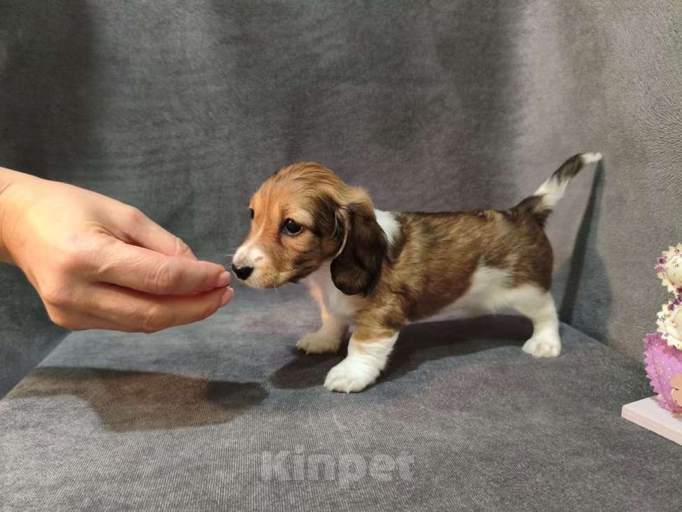 Собаки в Москве: Такса миниатюрная/кроличья(щенок) Мальчик, Бесплатно - фото 5