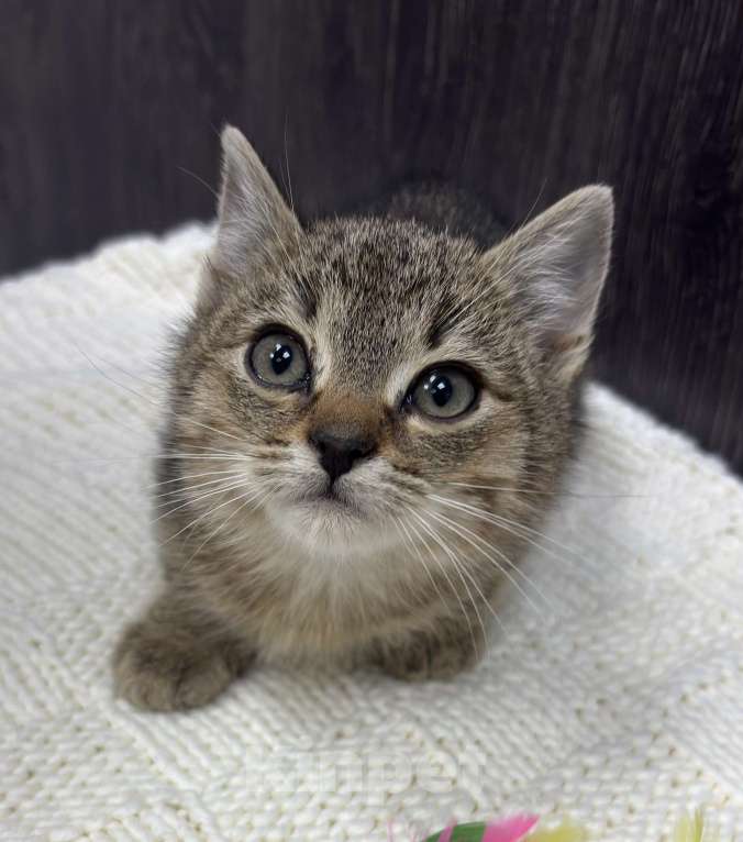 Кошки в Химках: Котенок Мальчик, Бесплатно - фото 1