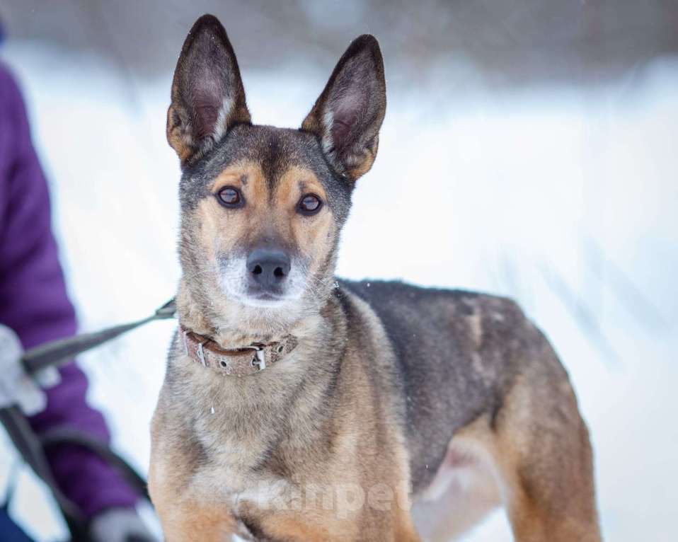 Собаки в Химках: Найк в самые лучшие руки Мальчик, Бесплатно - фото 7