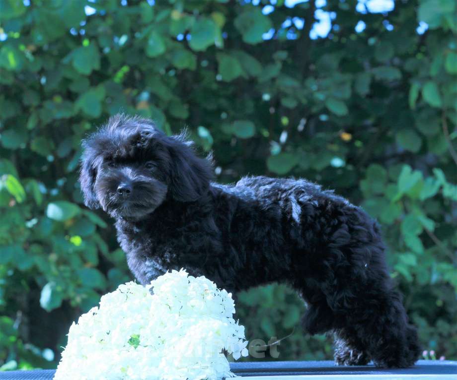 Собаки в Москве: мальтипу Ф1 щенки Девочка, 90 000 руб. - фото 6