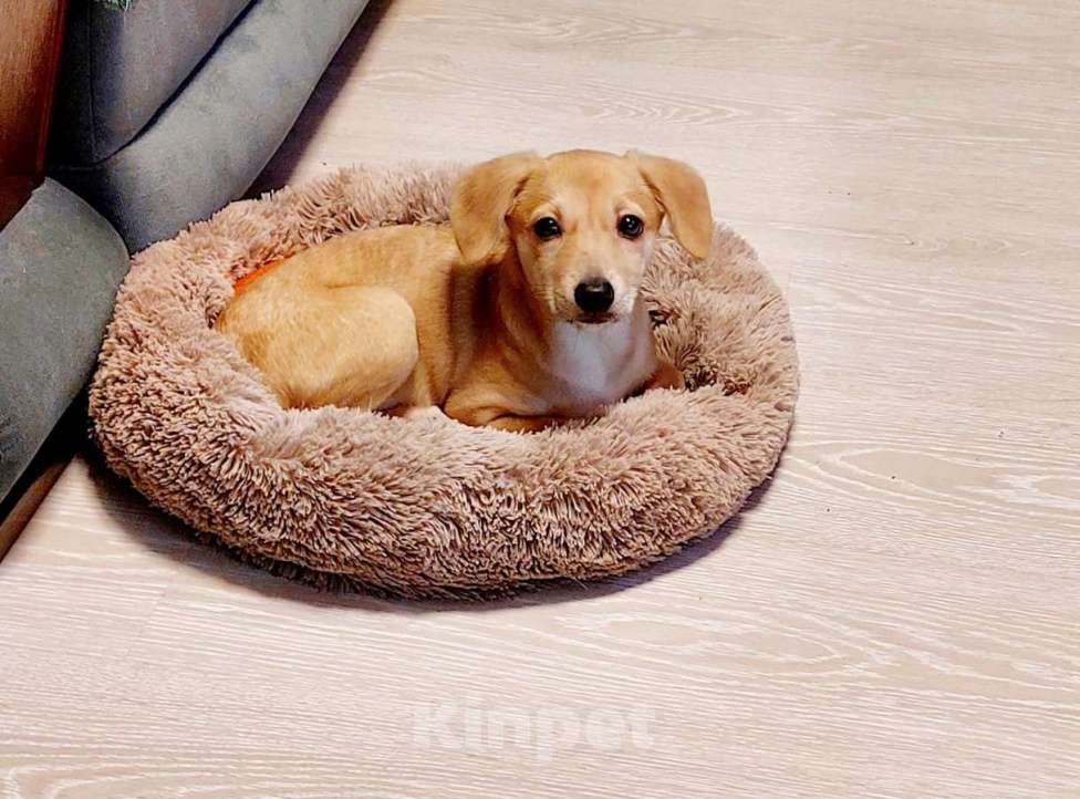 Собаки в Санкт-Петербурге: Очень красивый маленький щенок Девочка, Бесплатно - фото 2