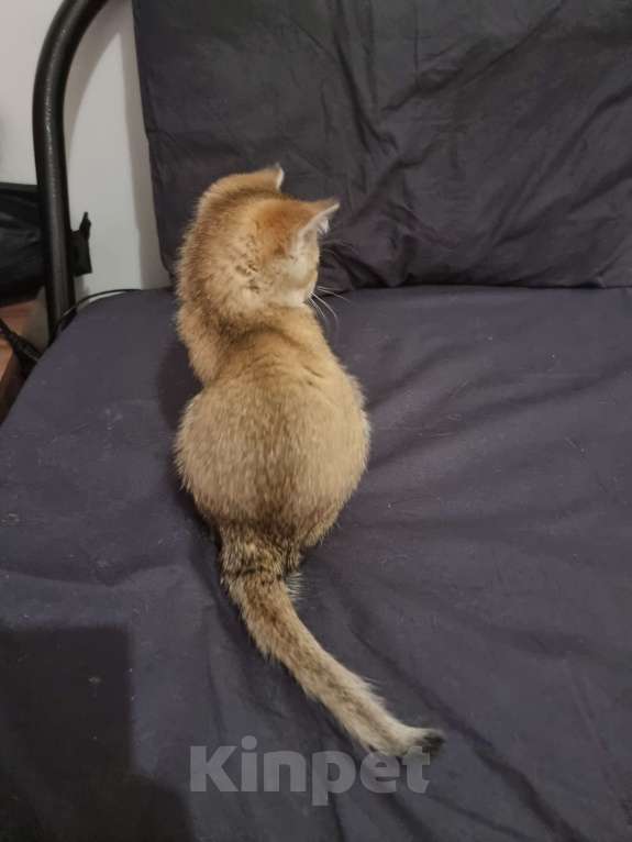 Кошки в Москве: Золотая шиншилла  Девочка, 20 000 руб. - фото 7