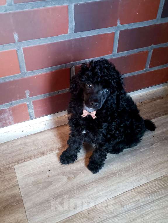 Собаки в Санкт-Петербурге: Той пудель Разнополые, 50 000 руб. - фото 4