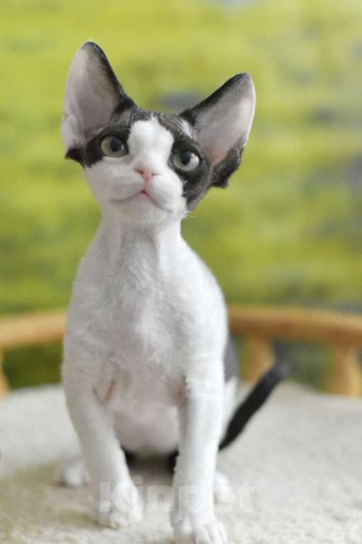 Кошки в Балашихе: Девочка Девон рекс  Девочка, 65 000 руб. - фото 3