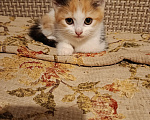 Кошки в Москве: Котёнок в добрые руки Девочка, Бесплатно - фото 4