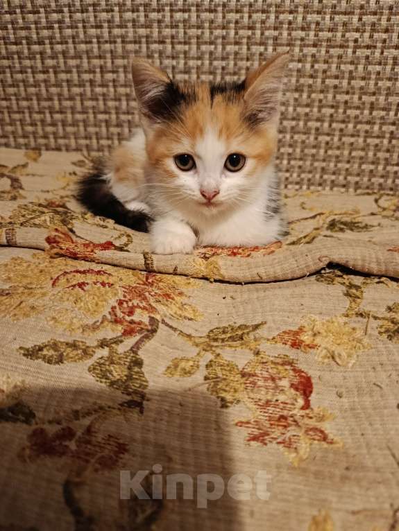 Кошки в Москве: Котёнок в добрые руки Девочка, Бесплатно - фото 4