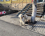 Собаки в Уфе: Потерялась собака в районе Телецентра Мальчик, Бесплатно - фото 4
