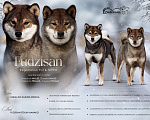 Собаки в Москве: Сиба ину питомник FUDZISAN Мальчик, 120 000 руб. - фото 2