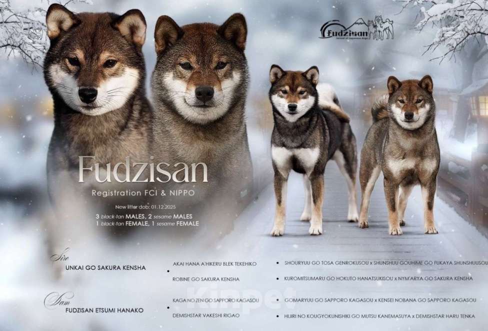 Собаки в Москве: Сиба ину питомник FUDZISAN Мальчик, 120 000 руб. - фото 2