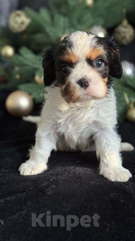 Собаки в Москве: Кавалер Кинг Чарльз спаниель мальчик и девочка Мальчик, 50 000 руб. - фото 1