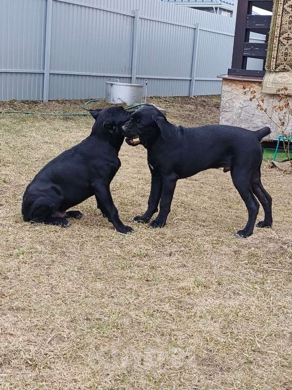 Собаки в других городах Московской области: Мальчик Кане Корсо Мальчик, 20 000 руб. - фото 6